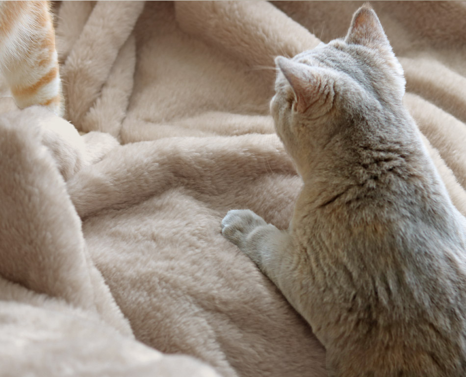 マイクロファイバー毛布