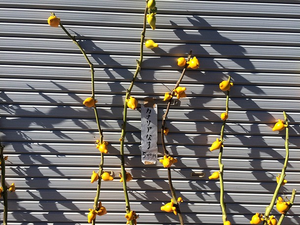 【おさんぽ手帖】　2016秋　益子陶器市