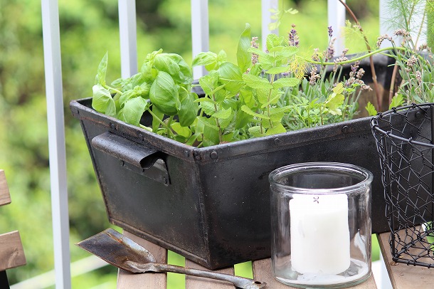 【プランツデザイナー富阪基さんに聞く植物のある暮らし・2】 まずは小さな空間から 植物を愉しむ飾り方