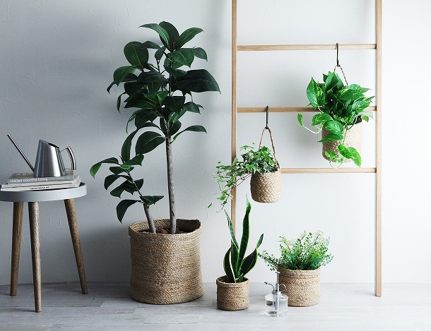 【プランツデザイナー富阪基さんに聞く植物のある暮らし・2】 まずは小さな空間から 植物を愉しむ飾り方