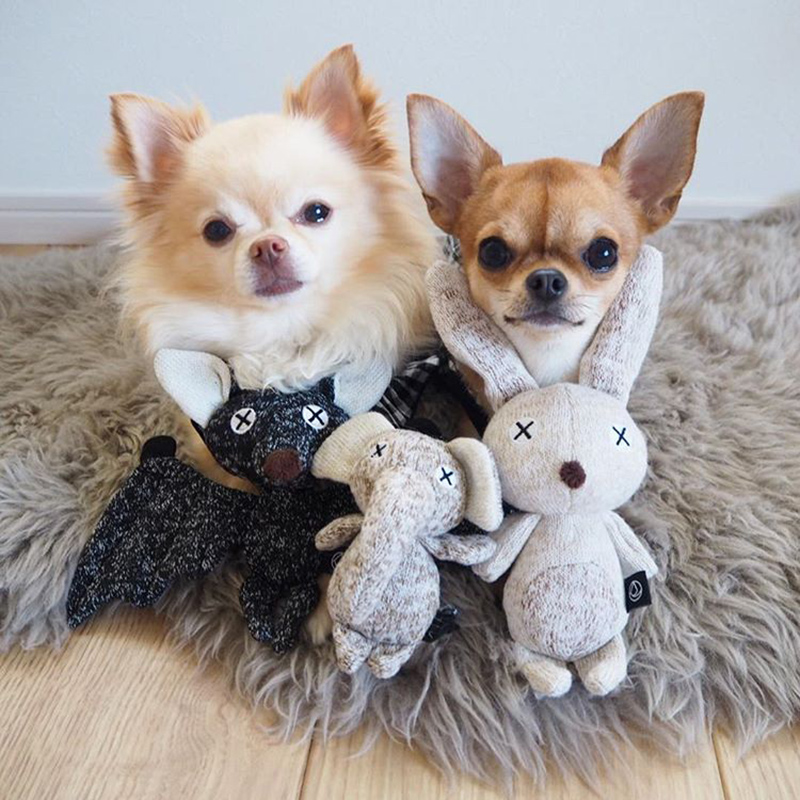 アンジェアンバサダー、mariさんとワンちゃんの最近のお気に入りペットグッズって？