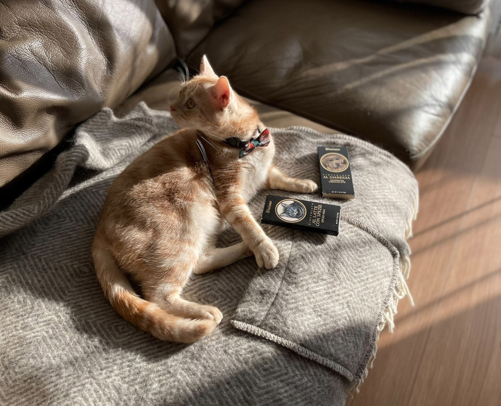 犬、ネコ好きさんだけにはもったいない!味も本格派なイタリア製「STAINERチョコ」食べ比べ