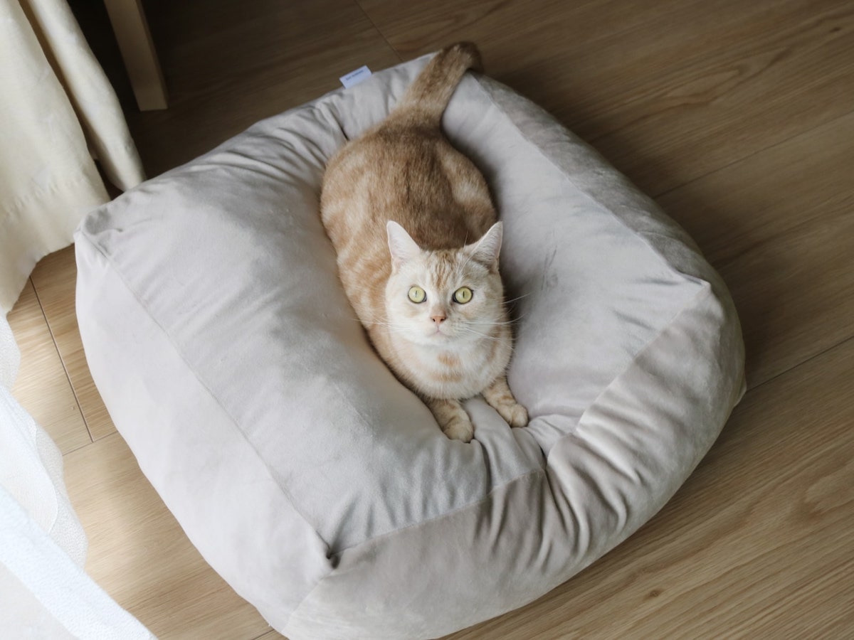“沼る姿”が愛おしい！とろけるペットベッドに虜のニャンコ＆わんこ最新レポ