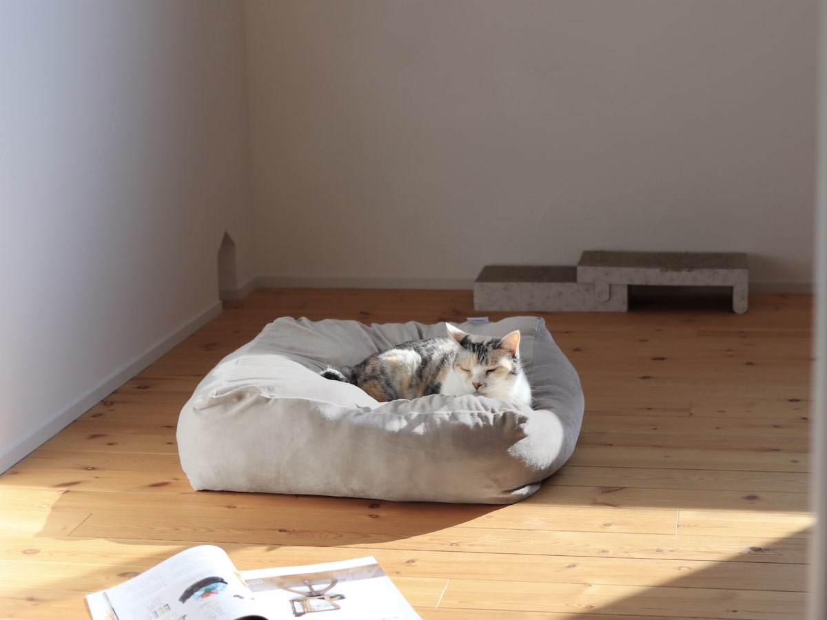 “沼る姿”が愛おしい！とろけるペットベッドに虜のニャンコ＆わんこ最新レポ