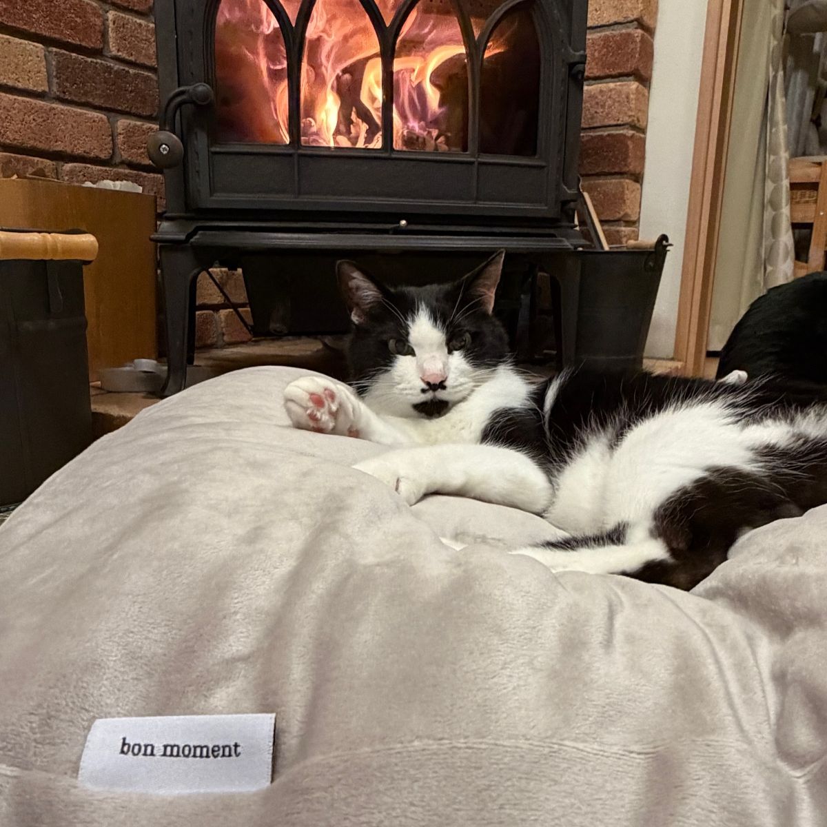 “沼る姿”が愛おしい！とろけるペットベッドに虜のニャンコ＆わんこ最新レポ